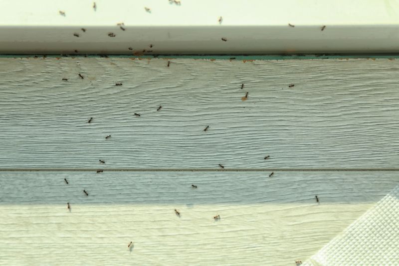 Ant Control Service in Denton, TX