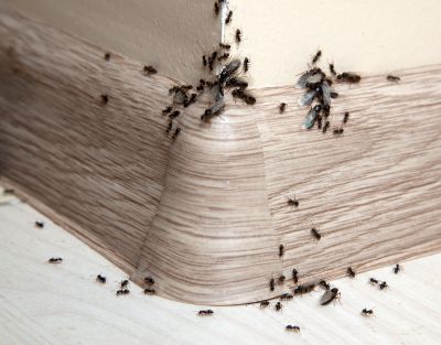 Ant Control Service