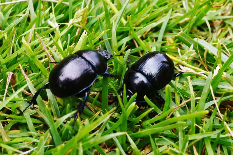 Beetle Extermination Service