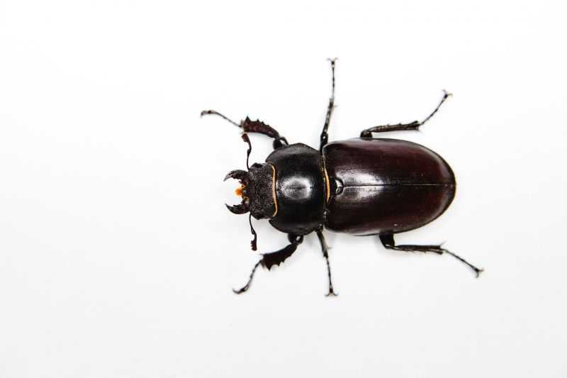 Beetle Extermination Service