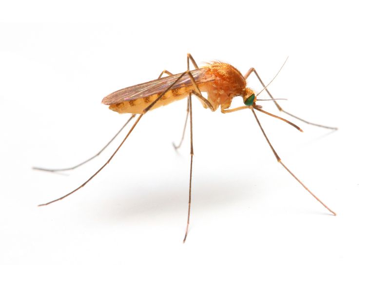 Common Fly And Mosquito Problems Around Homes