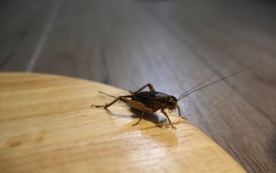 Cricket Control Service in Katy, TX