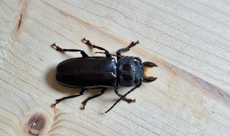 Beetle Extermination Service detail