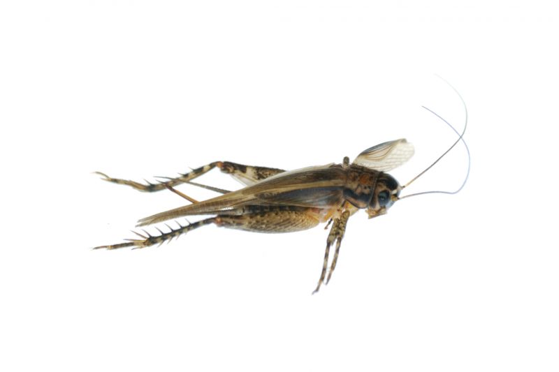 Cricket Prevention in Frisco, TX